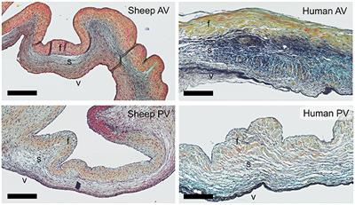 Sheep-Specific Immunohistochemical Panel for the Evaluation of Regenerative and Inflammatory Processes in Tissue-Engineered Heart Valves